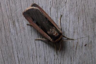<i>Ochropleura leucogaster</i>
