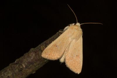 <i>Mythimna vitellina</i>