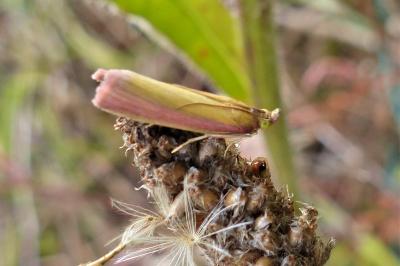 <i>Oncocera semirubella</i>