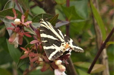 <i>Euplagia quadripunctaria</i>