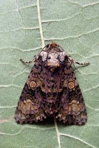 <i>Craniophora ligustri</i>