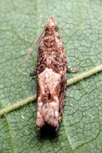 <i>Crocidosema plebejana</i>