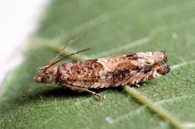 <i>Crocidosema plebejana</i>