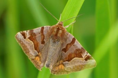 <i>Euclidia glyphica</i>