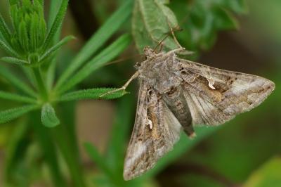 <i>Autographa gamma</i>