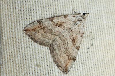 <i>Aplocera efformata/plagiata</i>