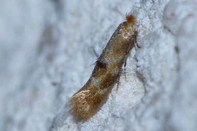 <i>Bucculatrix ulmella</i>