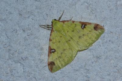 Opisthograptis luteolata