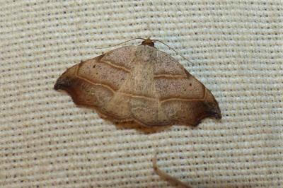 <i>Laspeyria flexula</i>