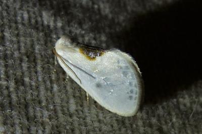 <i>Cilix hispanica</i>