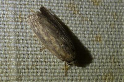 <i>Proxenus hospes</i>