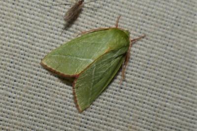 <i>Pseudoips prasinanus</i>