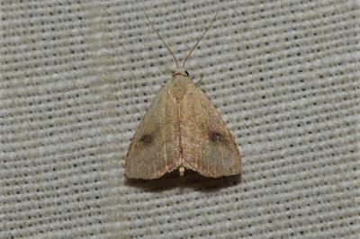 <i>Rivula sericealis</i>