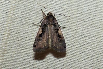 <i>Xestia c-nigrum</i>