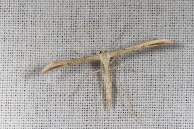 <i>Emmelina argoteles/monodactyla</i>