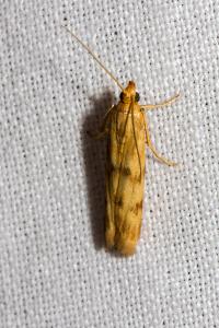 <i>Homoeosoma sinuella</i>