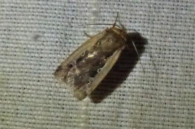 <i>Ochropleura plecta</i>