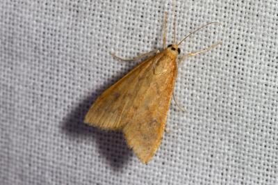 <i>Udea ferrugalis</i>