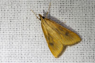 <i>Udea ferrugalis</i>