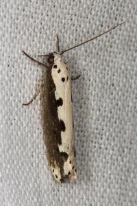 <i>Ethmia bipunctella</i>