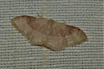 <i>Idaea degeneraria</i>