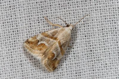 <i>Eublemma candidana</i>