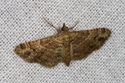 <i>Gymnoscelis rufifasciata</i>