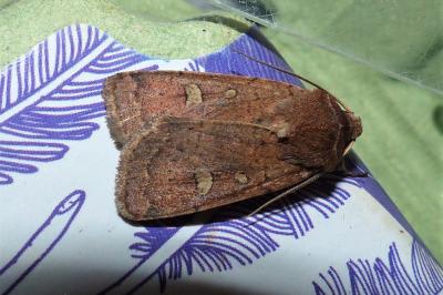 <i>Xestia xanthographa</i>