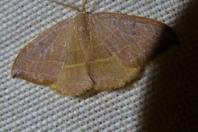 <i>Watsonalla uncinula</i>
