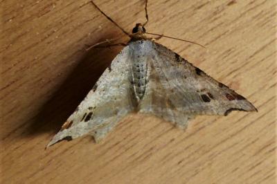 <i>Macaria alternata</i>