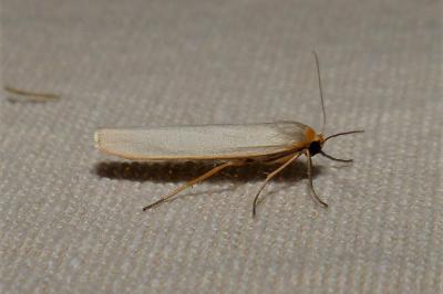<i>Eilema caniola</i>