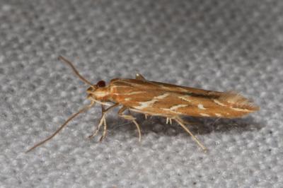 <i>Pyroderces argyrogrammos</i>