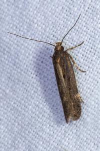 <i>Aroga velocella</i>