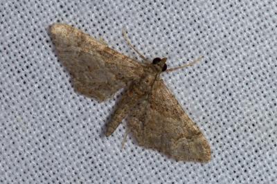 <i>Gymnoscelis rufifasciata</i>
