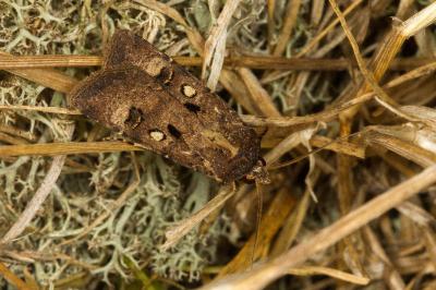 <i>Agrotis trux</i>