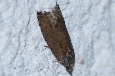 <i>Cydia splendana</i>