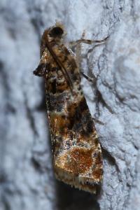 <i>Lobesia botrana</i>