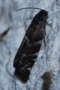 <i>Cydia coniferana</i>