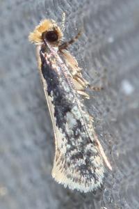 <i>Monopis crocicapitella</i>