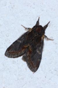 <i>Notodonta dromedarius</i>