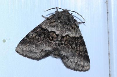 <i>Gluphisia crenata</i>