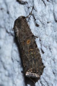 <i>Spodoptera exigua</i>