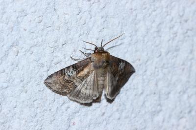 <i>Tethea ocularis</i>