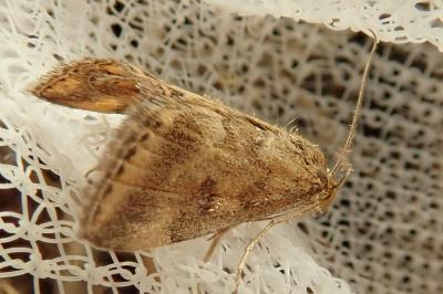 <i>Pyrausta despicata</i>