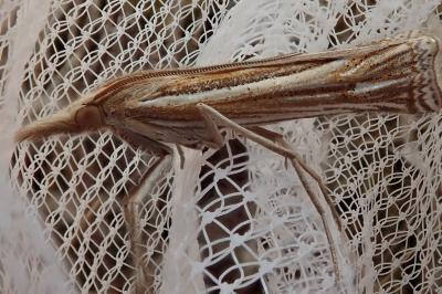 <i>Ancylolomia tentaculella</i>