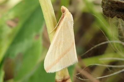 <i>Rhodometra sacraria</i>