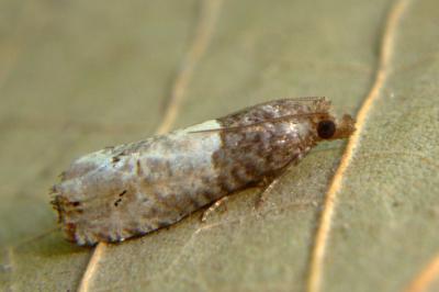 <i>Notocelia roborana</i>