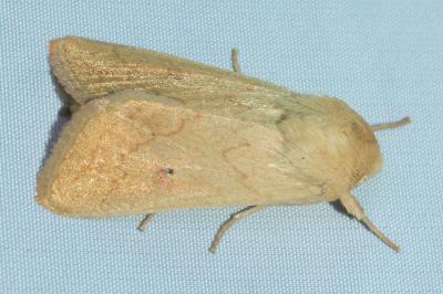 <i>Mythimna vitellina</i>