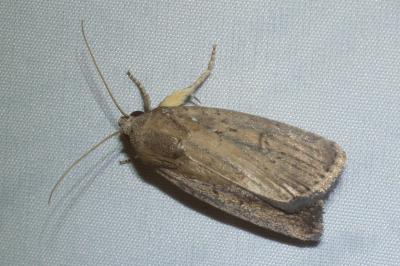 <i>Proxenus hospes</i>