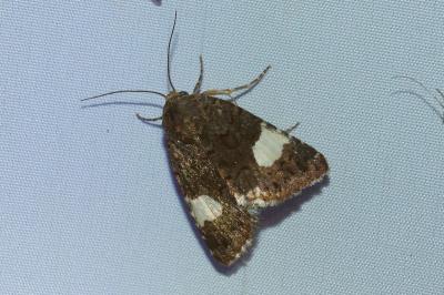 <i>Tyta luctuosa</i>
